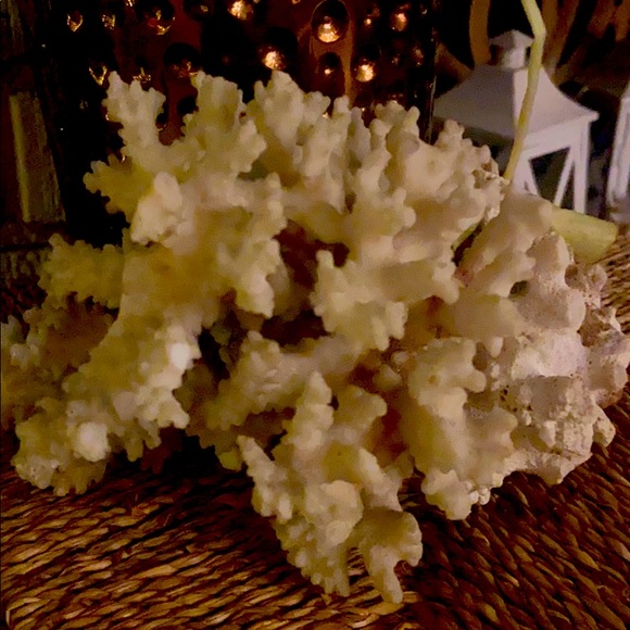 Coral decor100% real coral from the Pacific Ocean - Picture 1 of 5